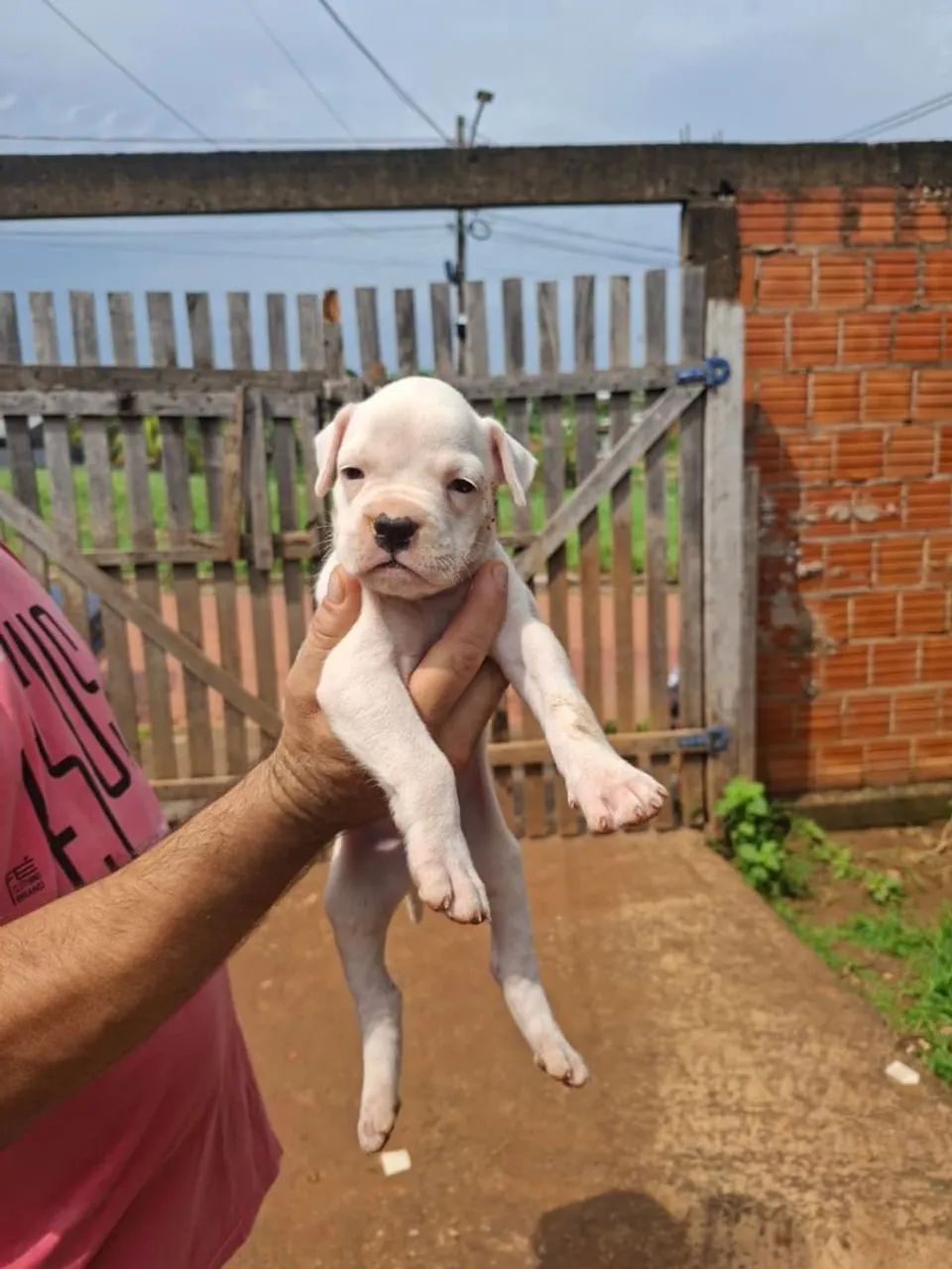 Filhote de boxe com buldogue americano  - Foto 2