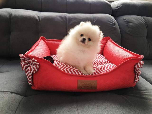 Lindos filhotes de Spitz Alemão anão Lulu da Pomerania anão - Foto 3