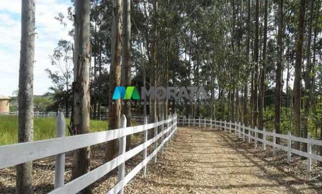 Fazenda pecuária - 220 hectares - belo vale (mg) - Foto 6