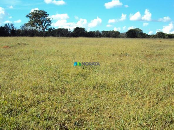 FAZENDA À VENDA - 300 HECTARES - PITANGUI (MG)