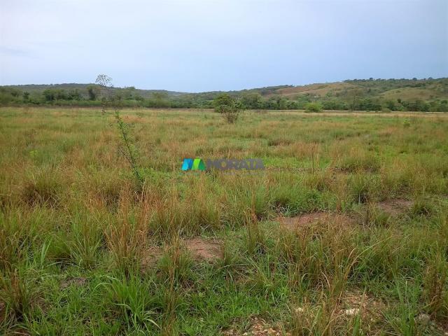 FAZENDA À VENDA - 55 HECTARES - REGIÃO DE PITANGUI (MG) - Foto 4