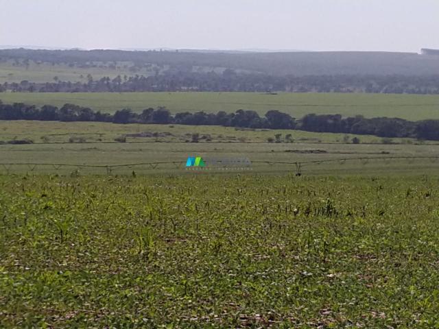 FAZENDA A VENDA - 300 hectares - REGIÃO PITANGUI (MG)