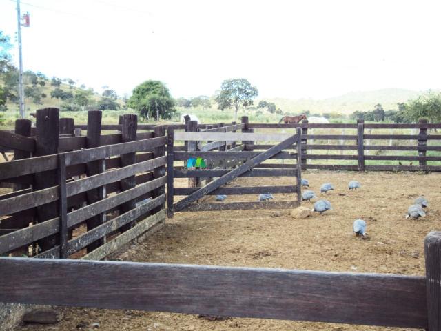 FAZENDA À VENDA - 300 HECTARES - PITANGUI (MG) - Foto 7