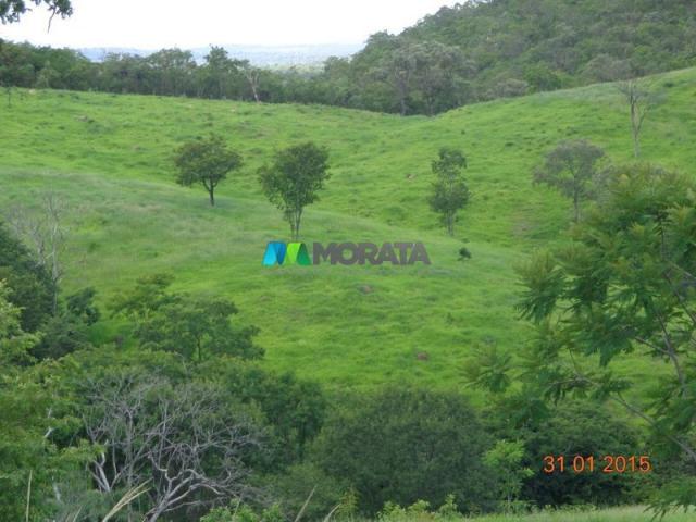 Fazenda haras – 990 hectares - sete lagoas (mg) - Foto 8