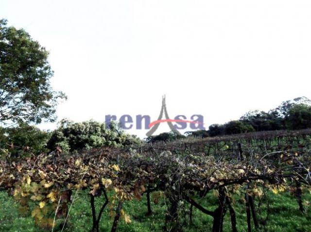 Terreno em caxias do sul - Foto 3