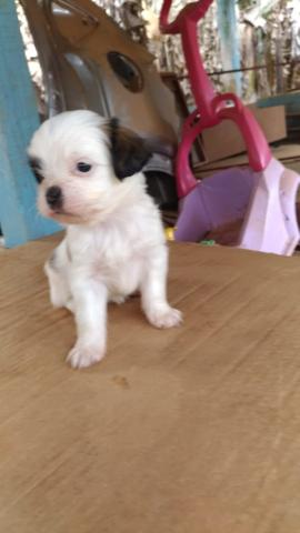 Lhasa apso fêmea - Foto 5