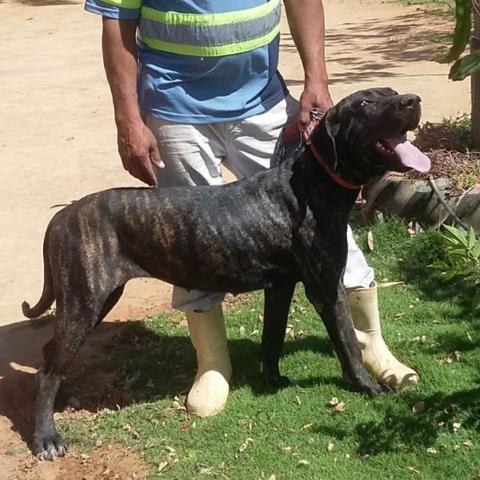 Fila brasileiro