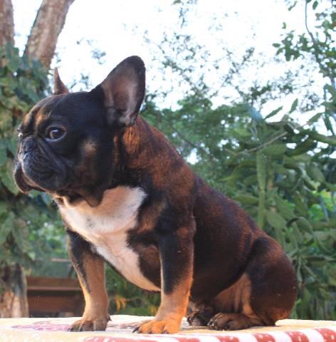 BULLDOG FRANCÊS MACHO ADULTO - Foto 2