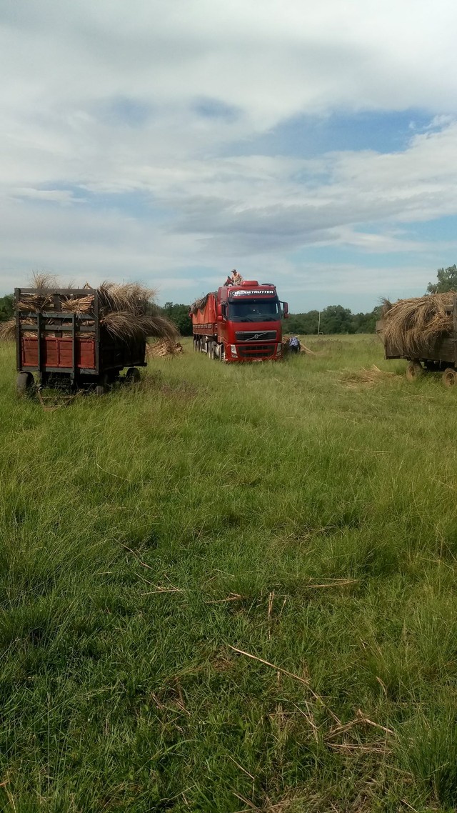 Capim Santa Fé - Foto 4