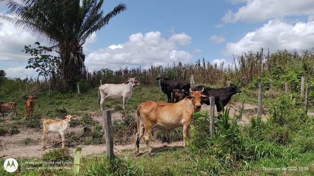 200 Hectares pronta e documentada sentido Capanema  - Foto 5
