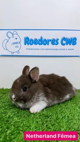 Coelhos Mini e Anões (Roedores CWB) 