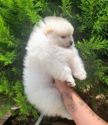 Spitz Alemão anão macho- Lulu da Pomerânia - 12x sem juros - envio grátis. - Foto 2