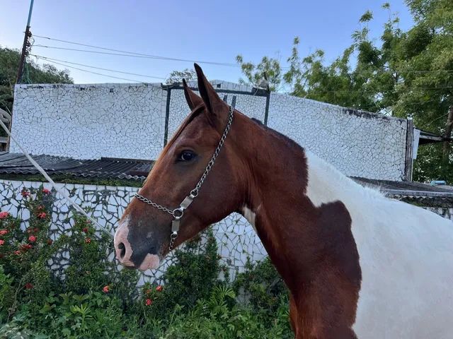 Cavalo alazão tostado de marcha picada - Cavalos e acessórios