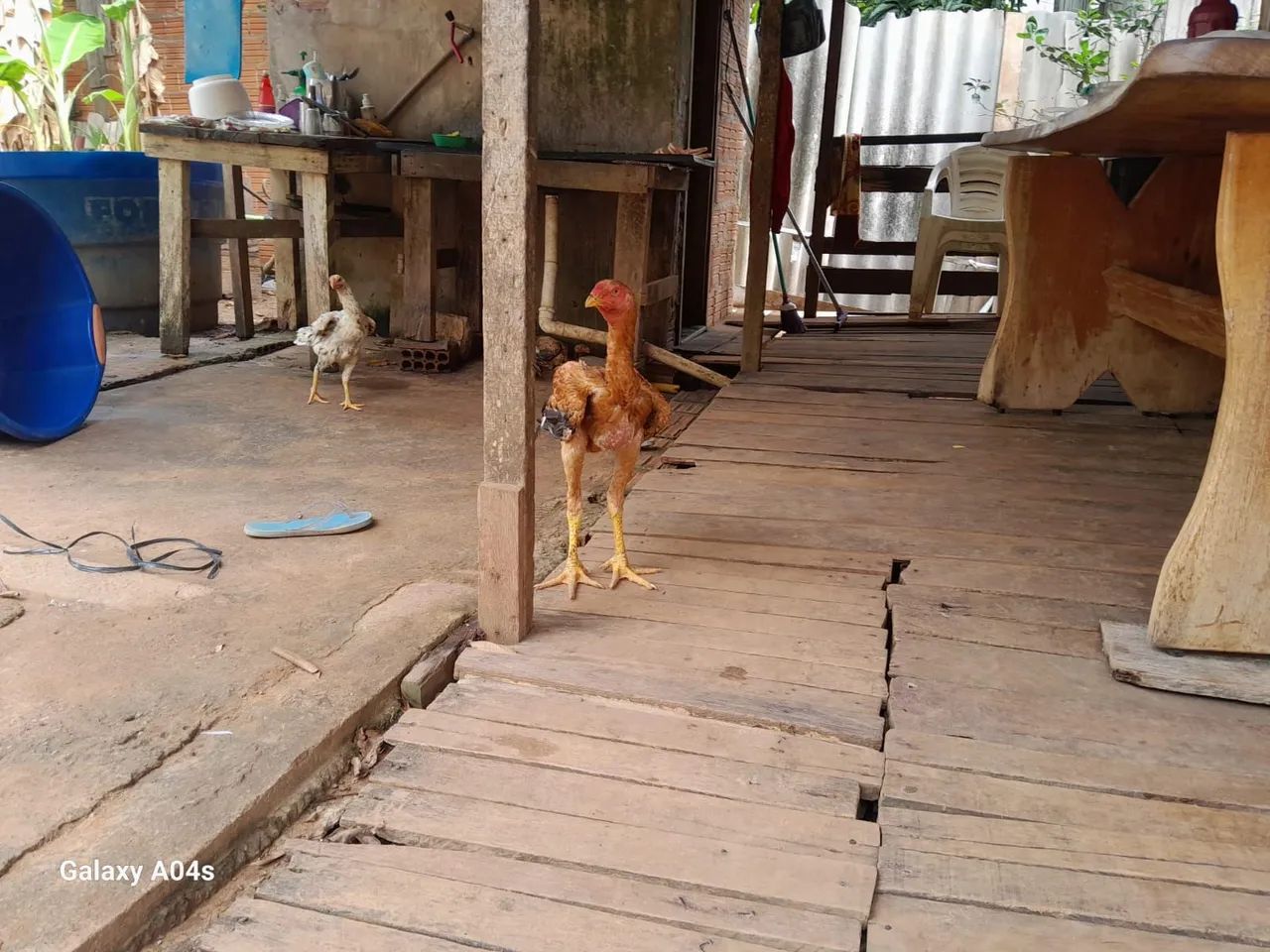 Galinhas Índio Gigante  - Foto 2