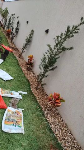Paisagismo.. jardim, dedetização... - Foto 4
