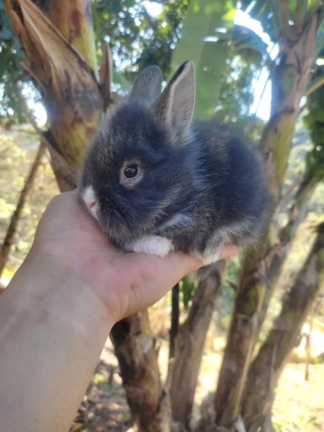 PÁSCOA - Mini Coelho com NOTA FISCAL - Foto 2