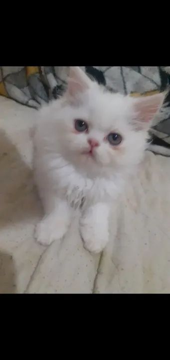 Lindos filhotes de Persa - Foto 2