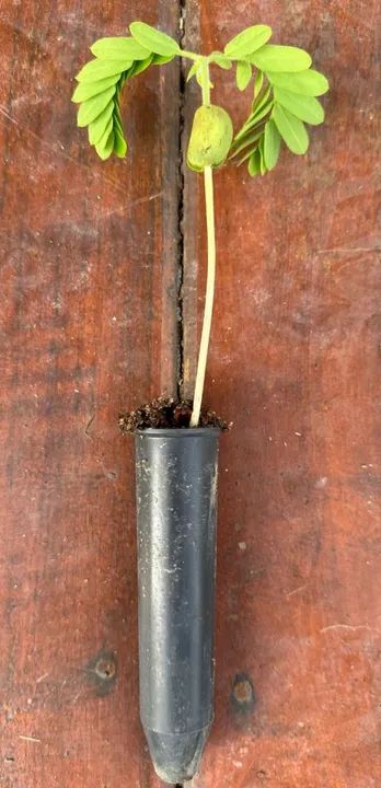 Mudas de Tamarindo - Pronta para o Plantio - Foto 3