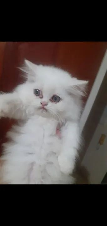 Lindos filhotes de Persa - Foto 4