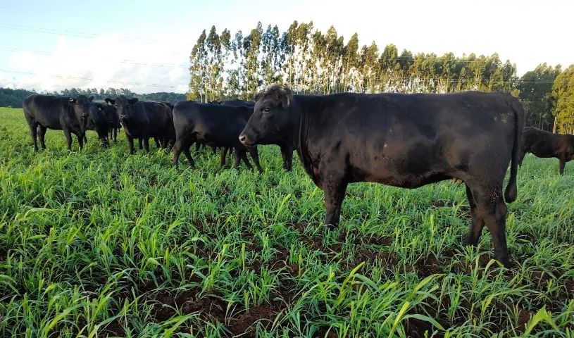 Novilhas Aberdeen Angus Com Atestado De Prenhes