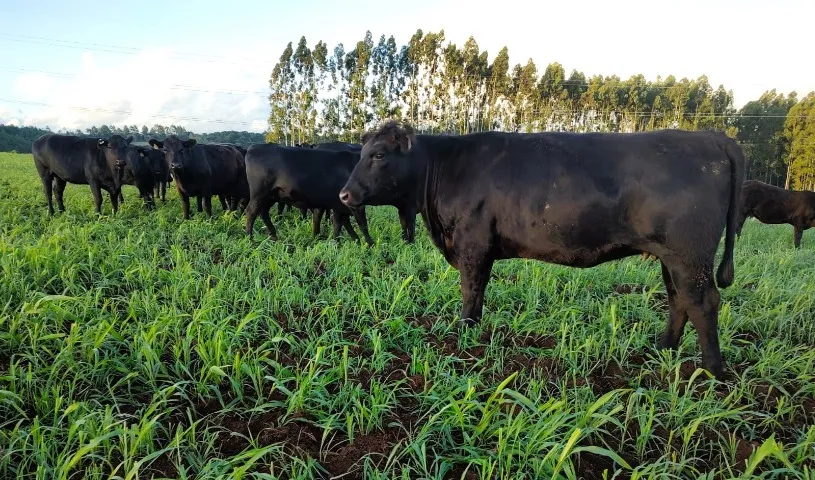 Novilhas Aberdeen Angus Com Atestado De Prenhes