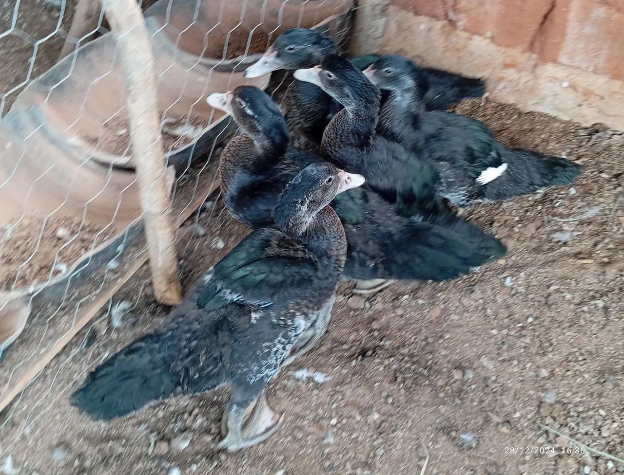 Patos Indios - Raros e Lindos - Foto 6