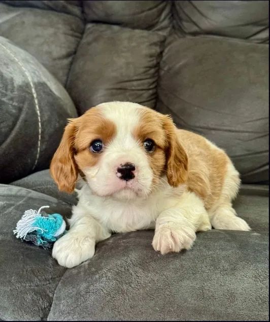 Cavalier King Charles Spaniel Mini - Filhote com Pedigree e Microchip Incluso