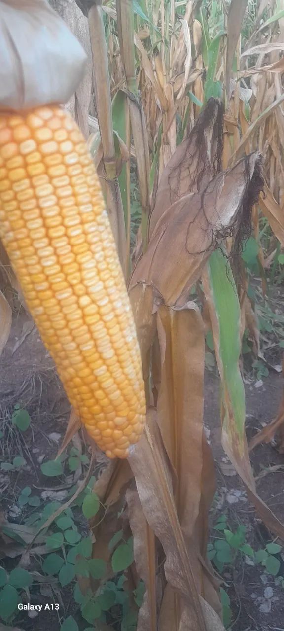 Espigas de milho para produção rural - Foto 4