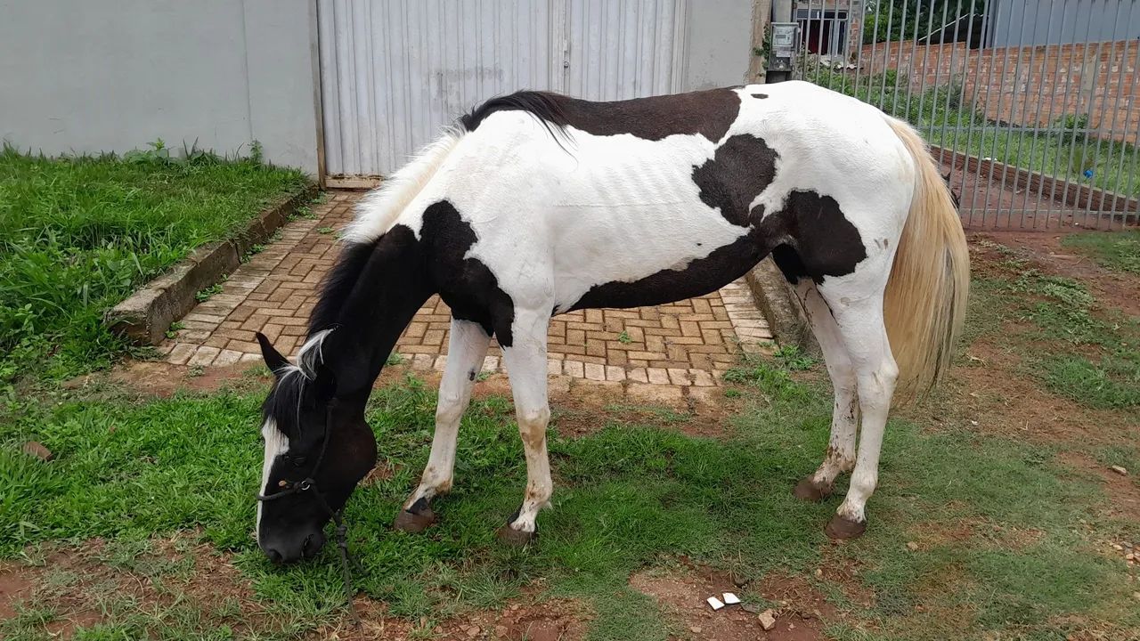 Potra tubiana  - Foto 5