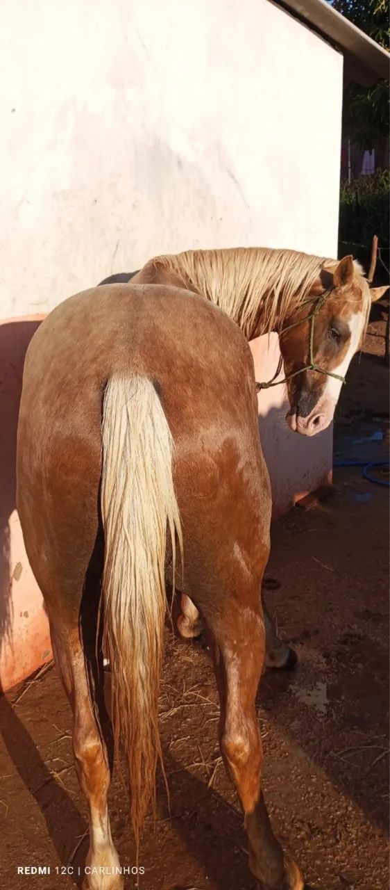 Vendo Potro Quarto de Milha  - Foto 3