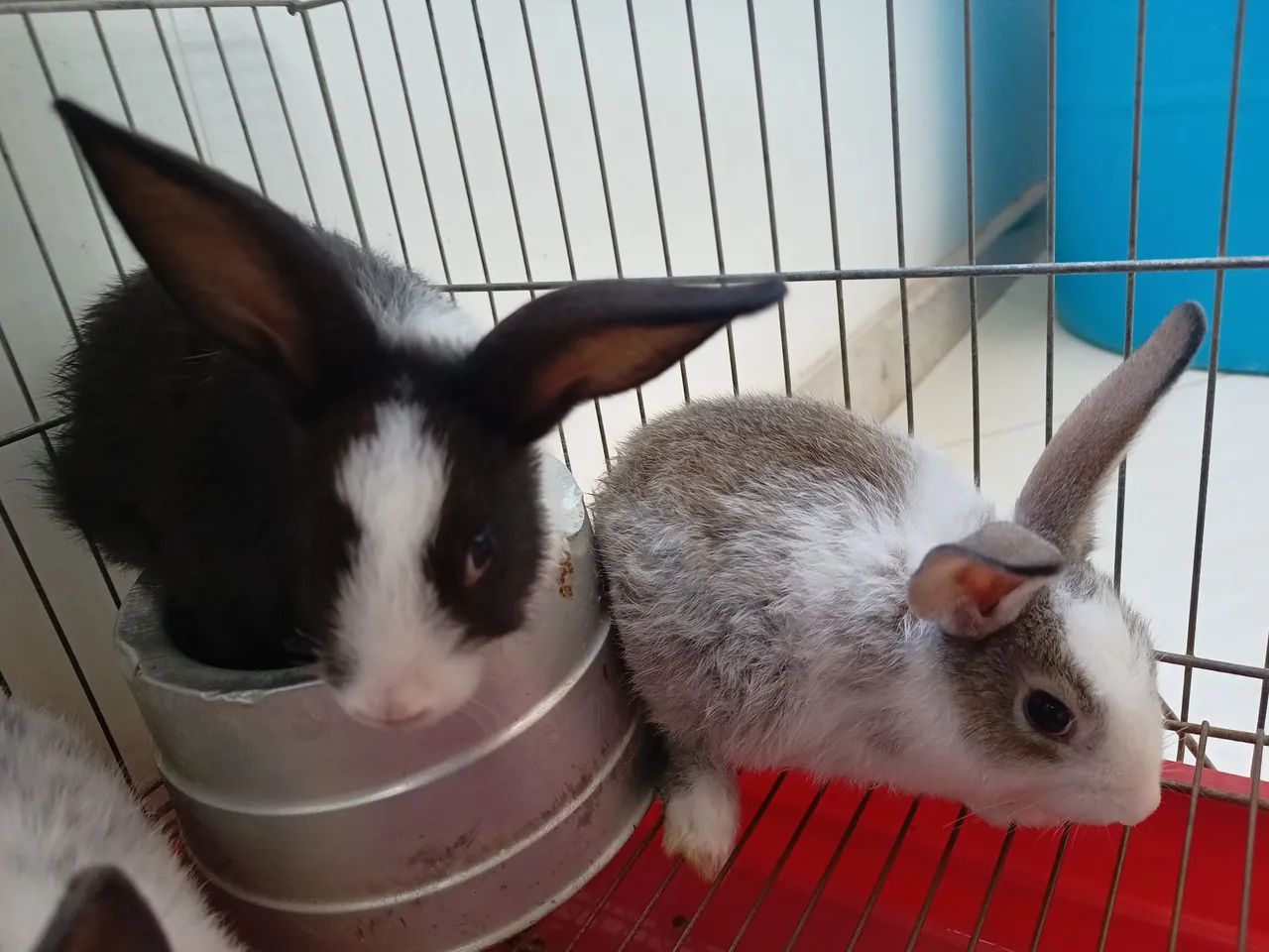 Coelho Anão Netlandw e normais - Foto 3