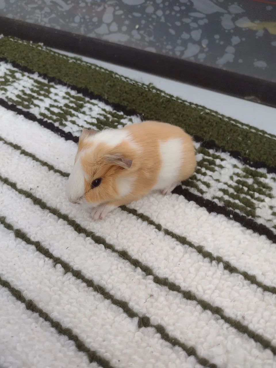 Porquinho da índia de várias cores  - Foto 2