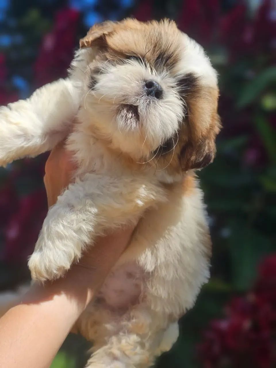 Filhote Shih Tzu macho