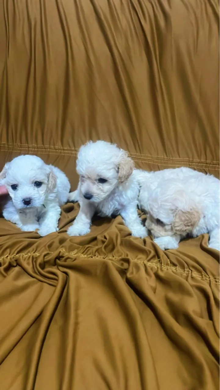 Filhotes de Poodle Micro Toy Disponíveis!