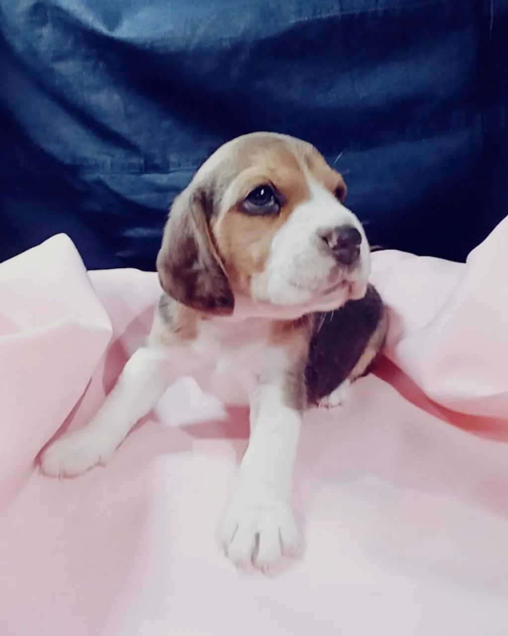 Filhotes de Beagle - Foto 3
