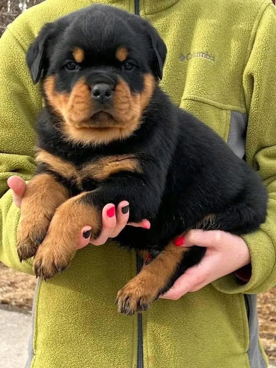 caieiras love kennel - filhotes com temperamento controlado