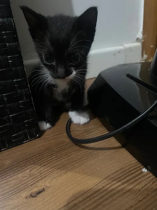 Gatinhos preto e branco disponível para adoção