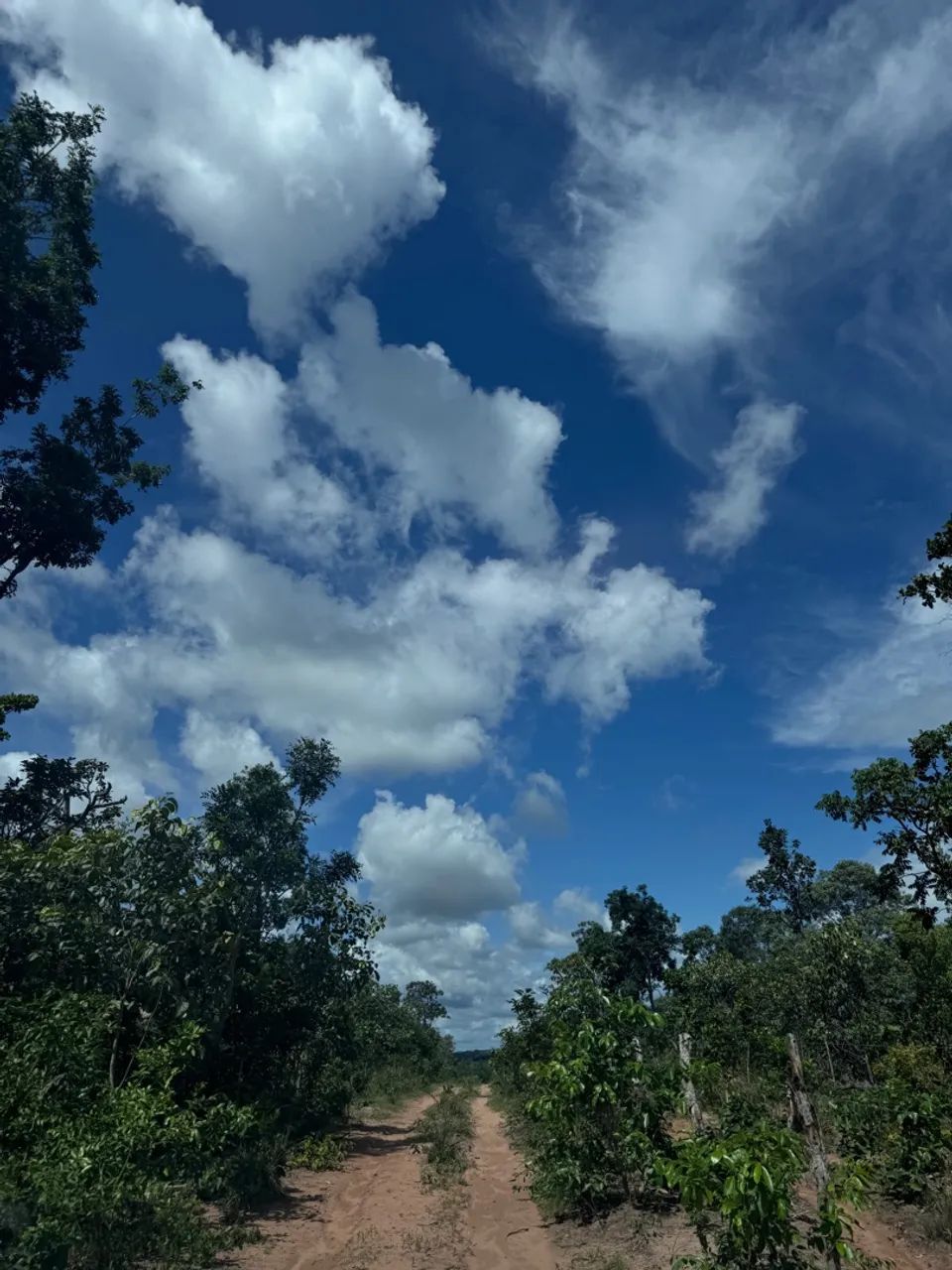 FAZENDA A VENDA EM AMARANTE/MA - Foto 4