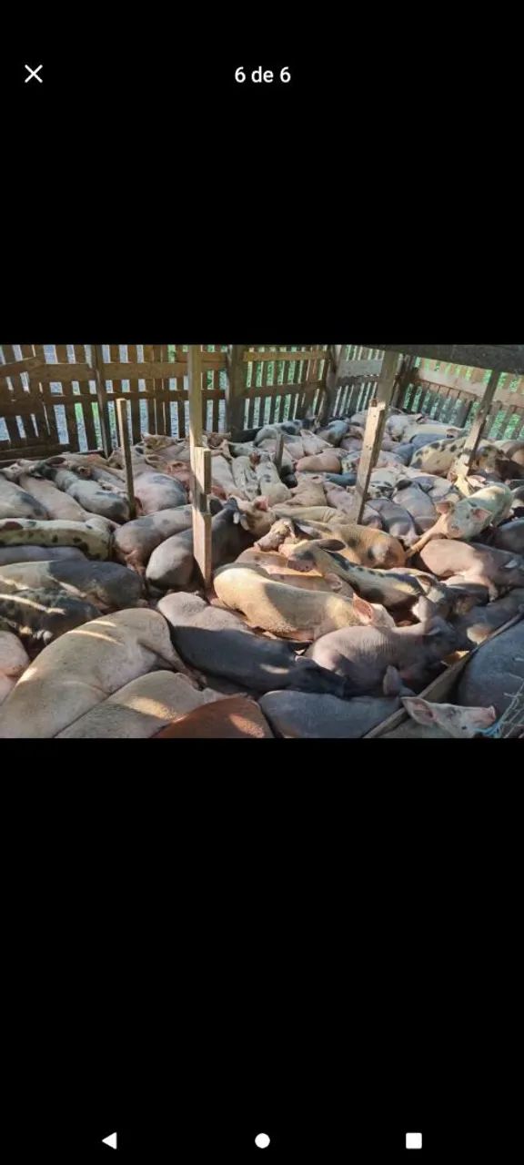 Vendo esses porcos preços variados 25kg a 60kg 