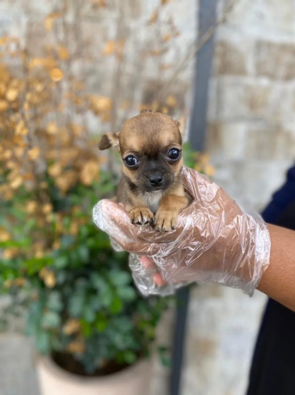 Chihuahua - - lindo e amoroso / mais carinhoso / com suporte clinico ligue hj  - Foto 2