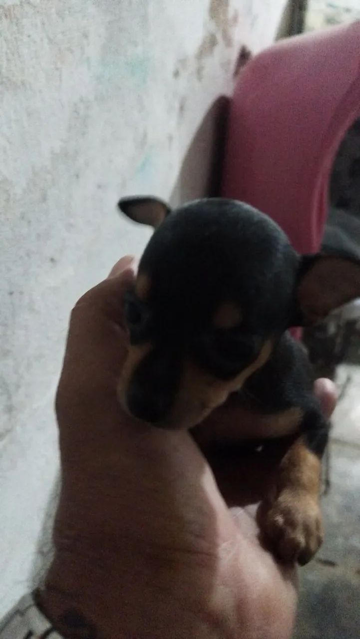 Filhotes de Pincher 