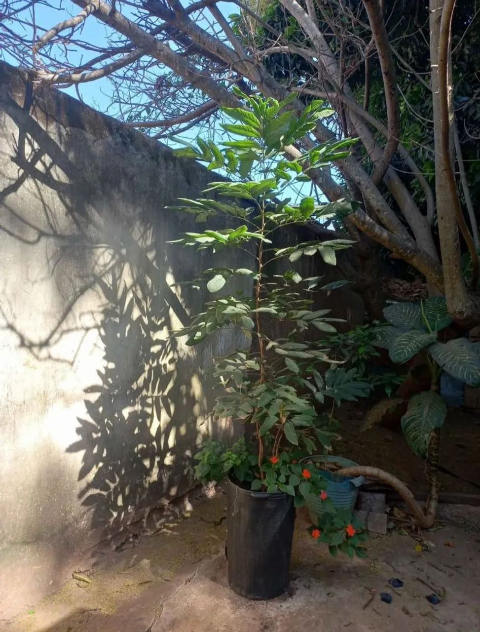 LONGAN FRUTIFERA EM VASO COM 1,5M RETIRAR EM SOBRADINHO 