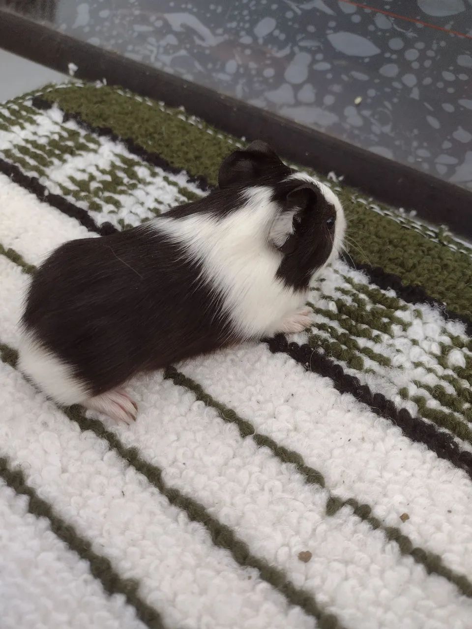 Porquinho da índia de várias cores  - Foto 5