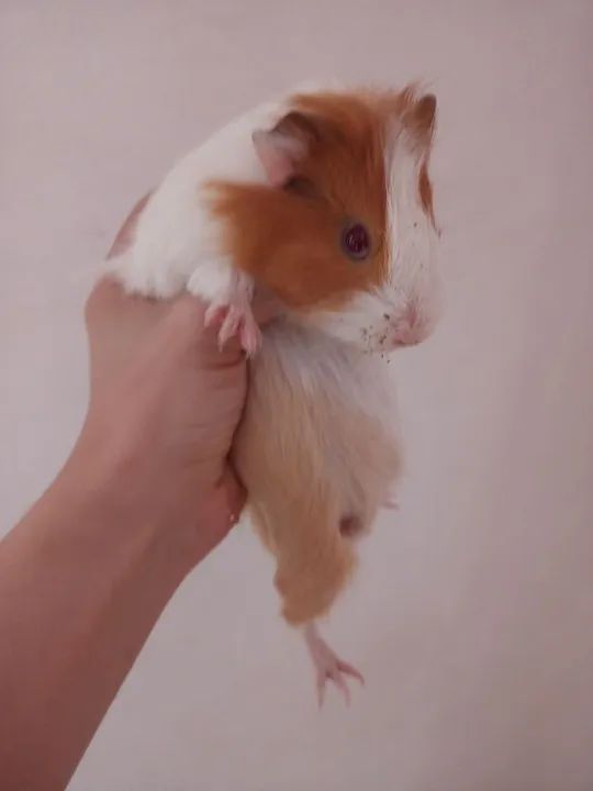 Porquinho da índia  - Foto 2