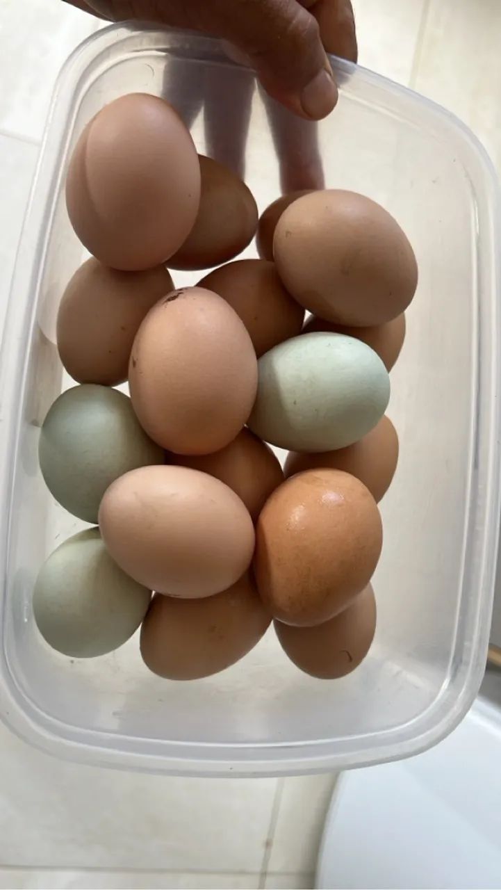 Gsb ovos galado  - Foto 2