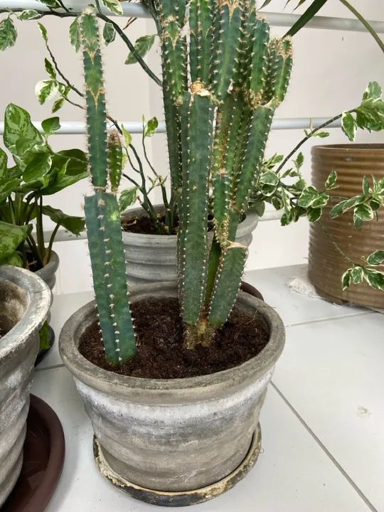 Cacto em vaso de cerâmica