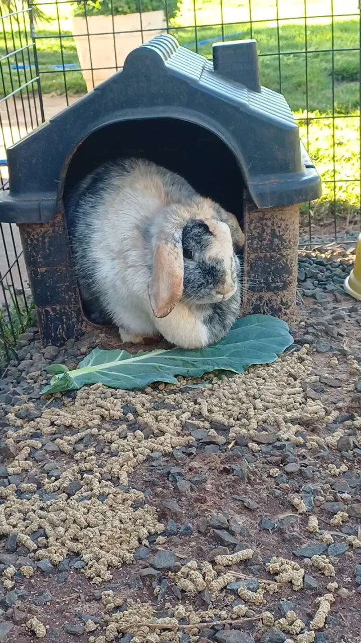 Coelha mini lop
