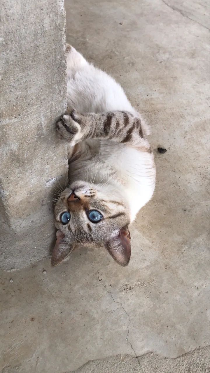 Doação De Gato - Foto 4