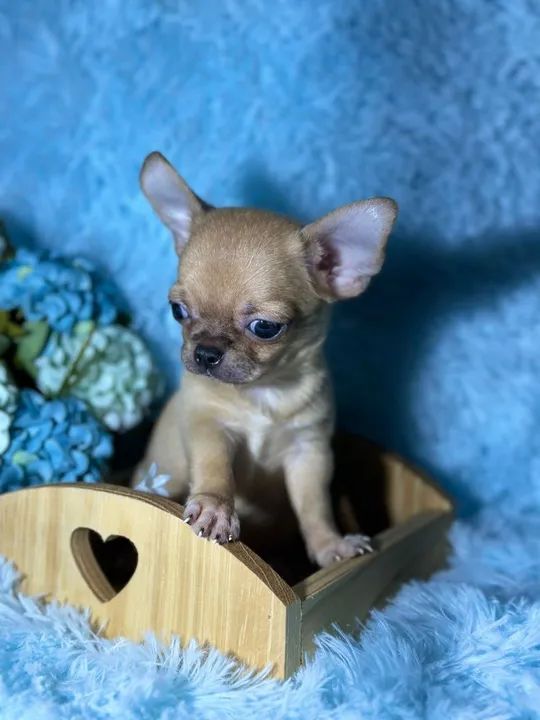 Chihuahua filhote disponível pêlo curto exemplar da raça - Foto 4
