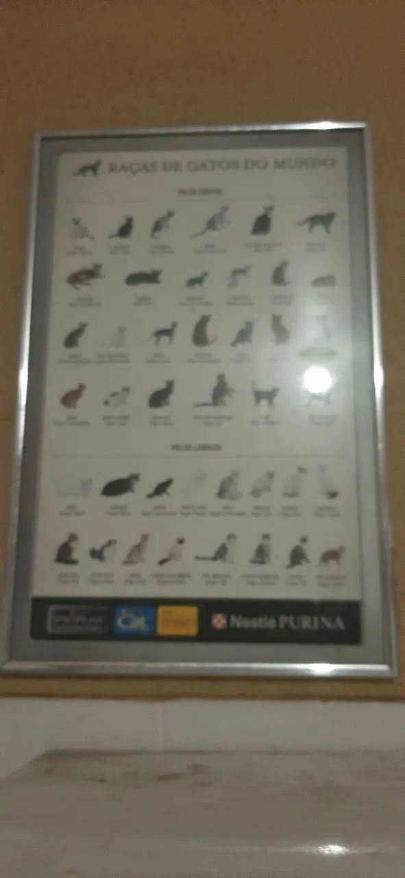 Quadro de raças de gatos Rs 120.00 - Foto 5